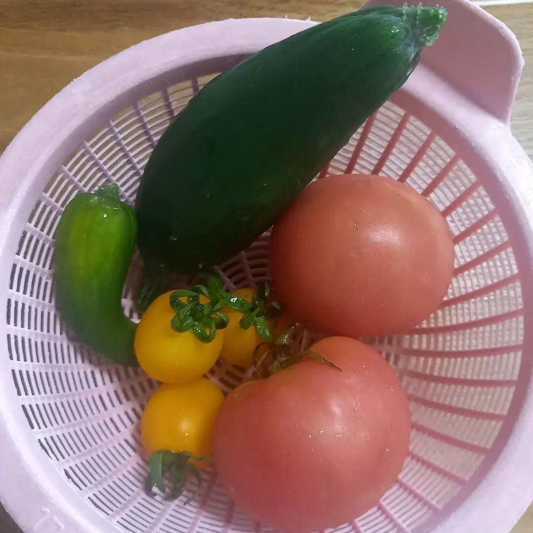 夏野菜、自宅の庭で収穫しました