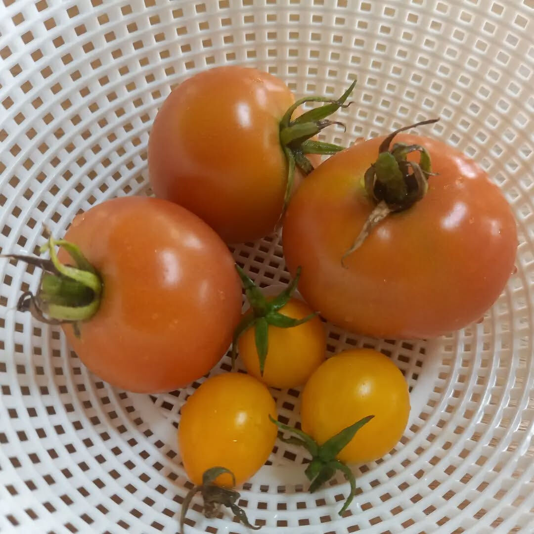夏野菜、自宅の庭で収穫しました