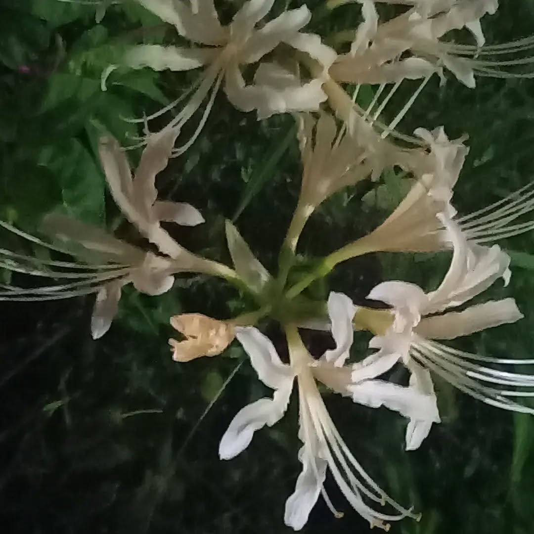 山陽東垂水駅近くの展望公園で白色、黄色の彼岸花が咲いてました