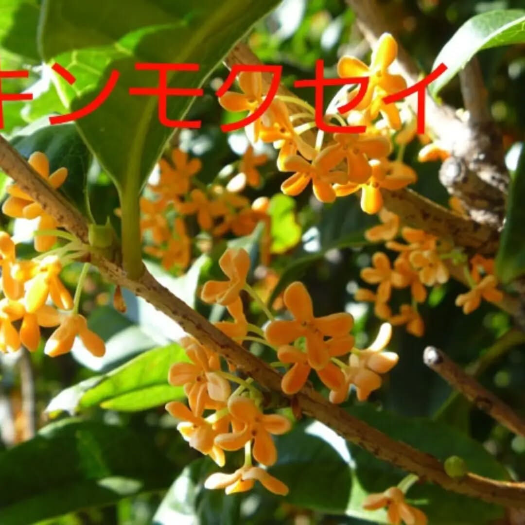 この季節、散歩してるととてもいい香りがかおってきますね